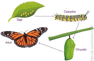 There are four stage of a Butterfly life cycle.