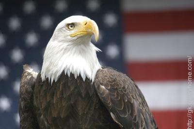 What is the national animal of USA?