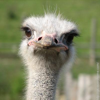 Ostrich has the largest eye of any land animal in the world.