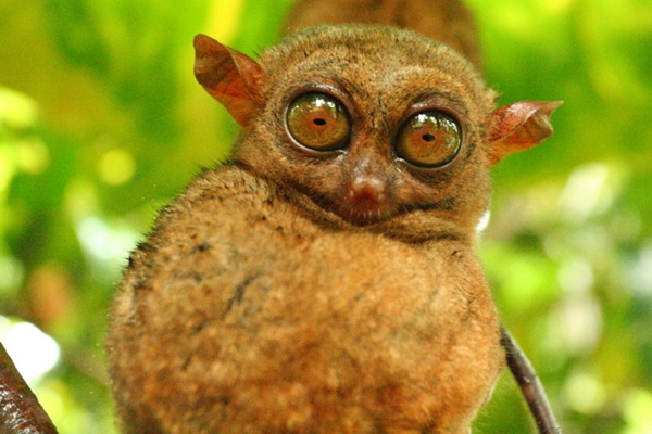 10 Most Weird looking Animals in the World