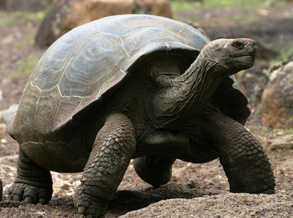 Top 10 Slowest Animals in the World